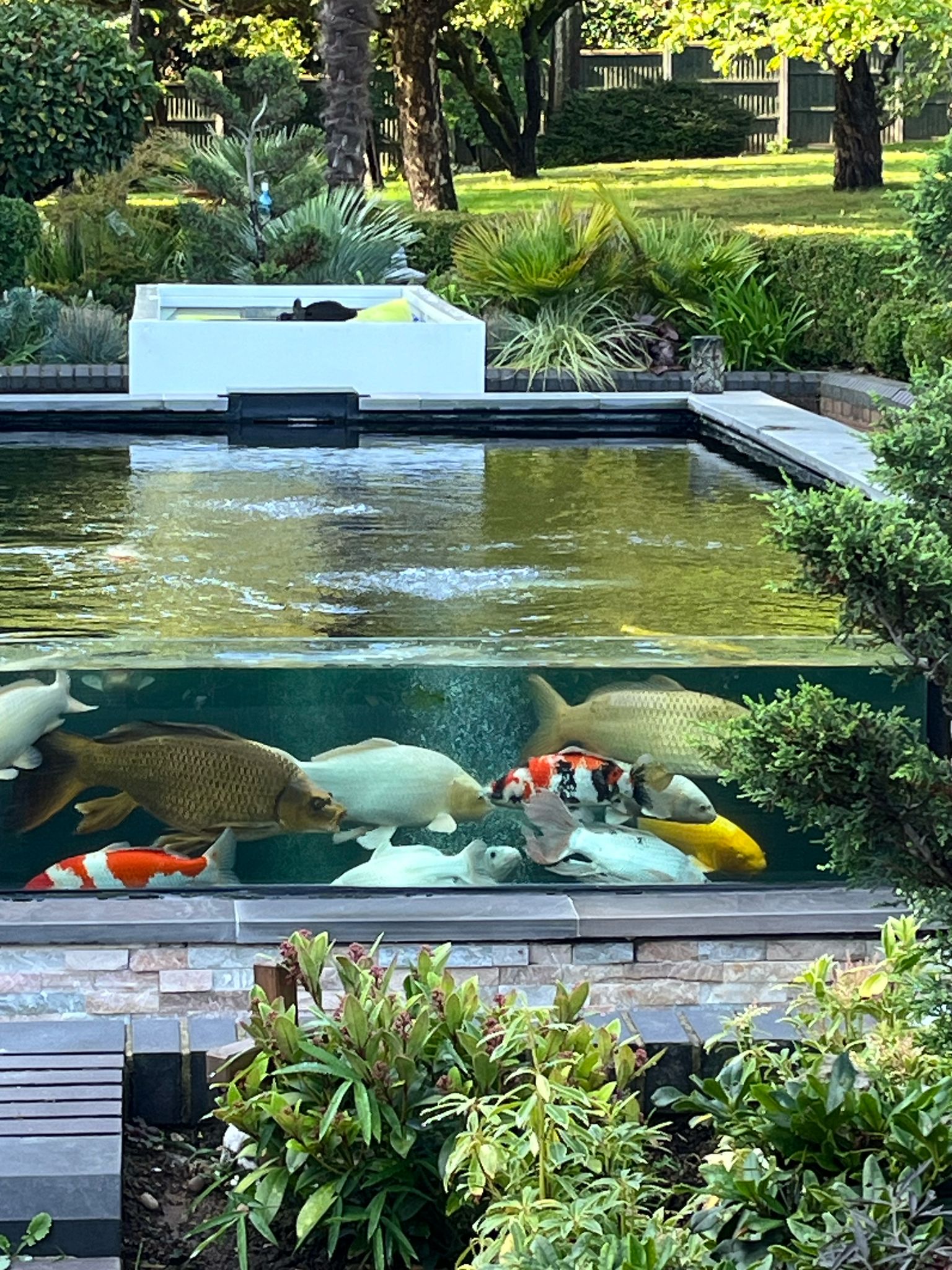 Modern Koi Pond